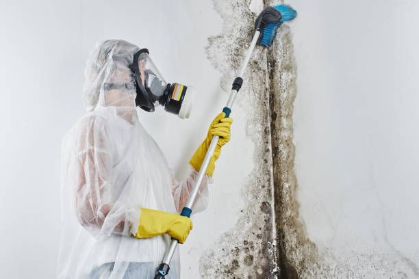 Best Basement Mold Remediation in Millers Falls, MA