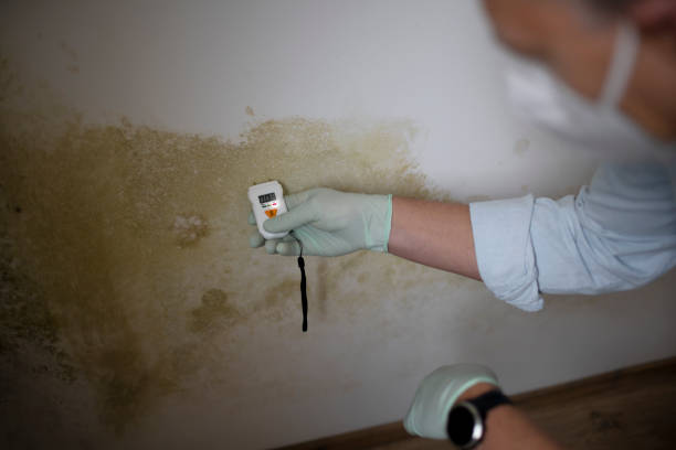 Best Post-Remediation Services in Millers Falls, MA