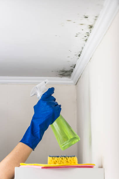 Best Post-Flood Mold Remediation in Millers Falls, MA